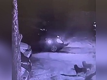 В московском дворе псы перегрызли провода и завели машину, произошла авария