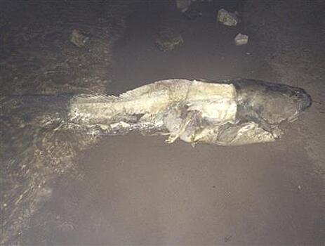В Самаре под Красноармейским спуском обнаружен брошенный рыбаками полутораметровый сом