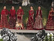 Настоящей звездой показа высокой моды в Индии стал бродячий пёс