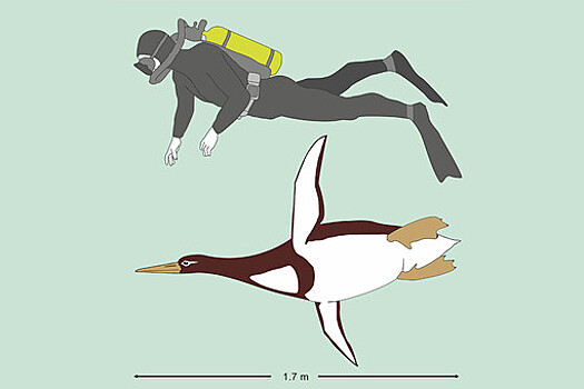 Обнаружен гигантский доисторический пингвин