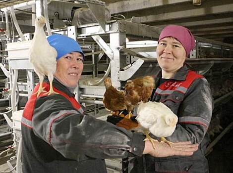 ​Руководители птицефабрики «Боровская» могут лишиться своих постов
