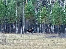 В Бузулукском бору заметили особого лося в «белых лосинах»