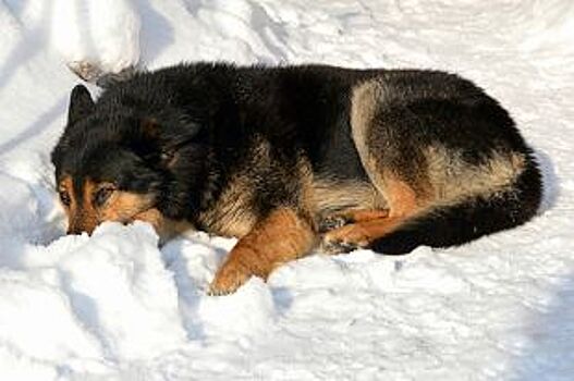 В Кудымкаре пёс четыре года ждёт хозяев около дома