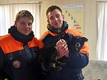 В Вологодской области со льда реки спасли собаку