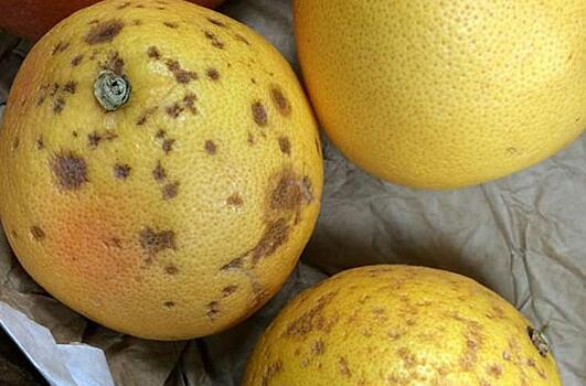 В Кировской области допустили к продаже почти 18 тонн зараженных мандаринов и киви