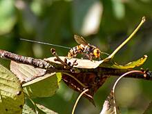 Катающихся на зиплайне отца и сына атаковал рой гигантских шершней