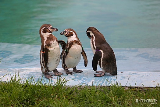 Пингвинов выпустили в открытый бассейн в красноярском зоопарке
