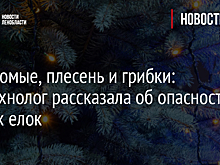 Насекомые, плесень и грибки: биотехнолог рассказала об опасности живых елок