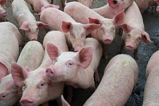 Нидерландские учёные предложили новый корм для свиней