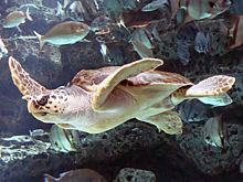 Российских туристов покусала морская черепаха