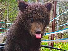 На Алтае спасли раненого медвежонка