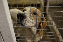 СМИ: Хозяин запертой в Томилино собаки вернулся домой из наркологической клиники