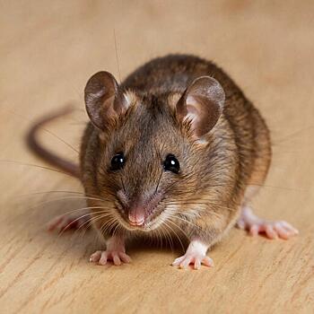 426 случаев геморрагической лихорадки зарегистрировали с начала 2025 года в Удмуртии