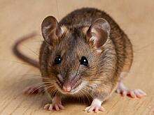 426 случаев геморрагической лихорадки зарегистрировали с начала 2025 года в Удмуртии