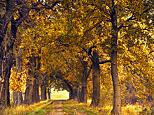 В Нижегородской области обнаружили надгробную плиту двоюродного дяди Льва Толстого