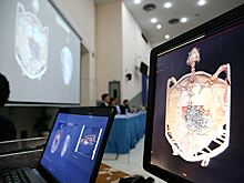 В Таиланде умерла проглотившая более 900 монет морская черепаха