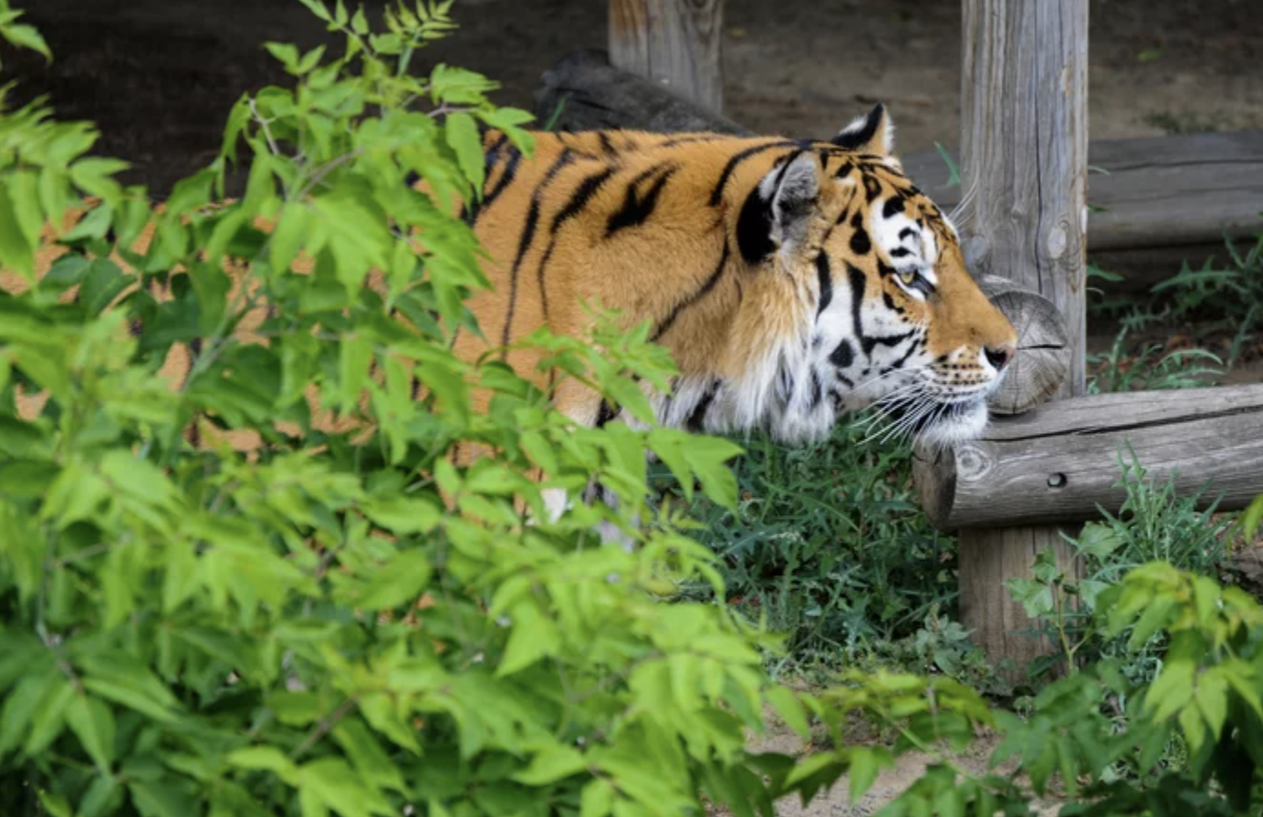 В Приморье из-за наводнения из леса вышли тигры