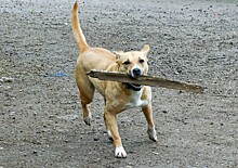 Депутат предложил сделать неотвратимым наказание за недосмотр за собаками