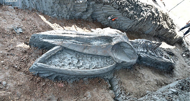 Недалеко от Бангкока нашли скелет 5000-летнего кита