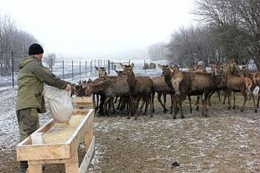 Экологический туризм намерены развивать на первой оленьей ферме Ставрополья