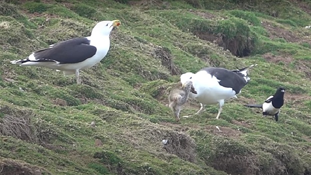 Из-за карантина городские чайки начали охотиться на крыс и кроликов