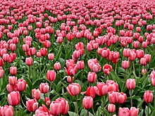 На Параде тюльпанов в Крыму представят около 100 тысяч цветов