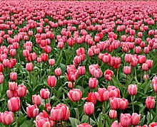 На Параде тюльпанов в Крыму представят около 100 тысяч цветов
