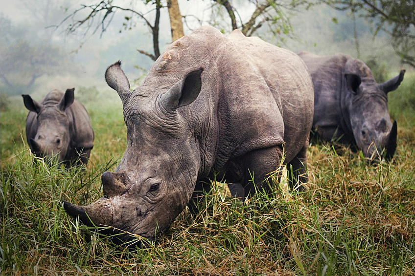 Белые носороги, которые вскоре могут исчезнуть с лица Земли