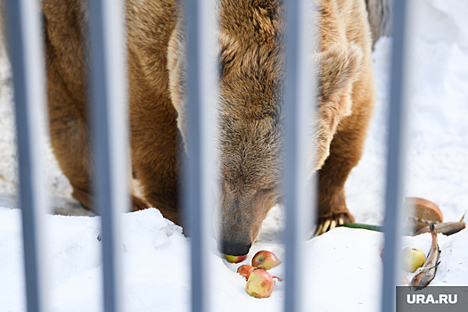 В Пермском зоопарке медведей угостят блинами