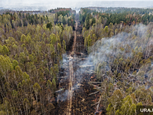 В Челябинской области сгорели 200 гектаров леса