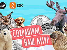 Одноклассники и Эрмитаж подготовили проект ко Всемирному дню защиты животных