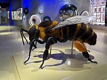 Москвичей пригласили посетить энтомологическую лабораторию в «Биокластере»