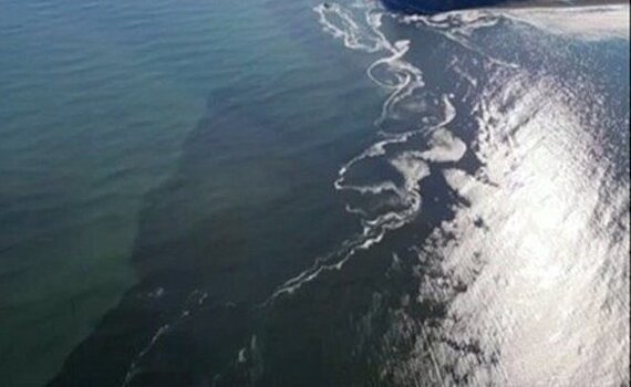 Вице-президент РАН считает "красный прилив" единственной версией экологической катастрофы на Камчатке