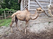 Жители Сочи нашли истощенных верблюдов в сафари-парке