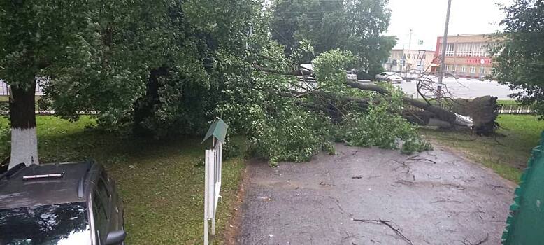 Сильный ветер прошелся по Шаранге и повалил несколько деревьев