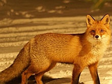 В поисках еды. Дикая лиса разгуливает по Челябинску