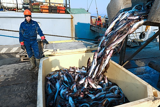 Россия может побить свой прошлогодний рекорд по вылову рыбы