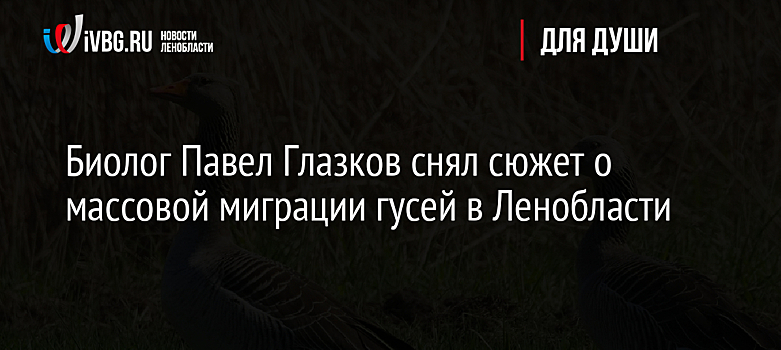 Биолог Павел Глазков снял сюжет о массовой миграции гусей в Ленобласти