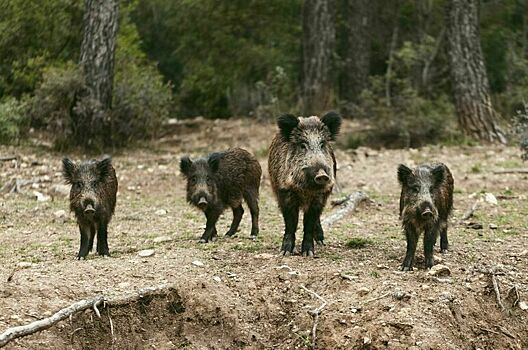 В Петербурге объявлена «тихая охота» на кабанов