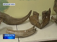 В Кигинском районе Башкортостана найдены кости мамонта