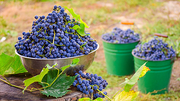 Рекордный урожай винограда собран в России в 2024 году