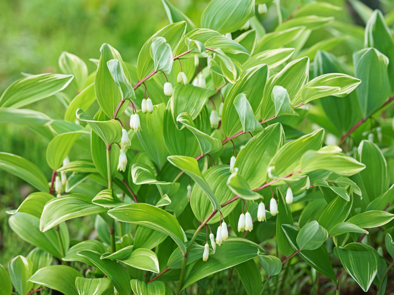 Polygonatum Roseum