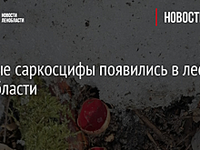 Первые саркосцифы появились в лесах Ленобласти