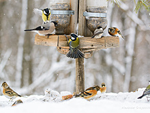 Кормите птиц правильно!