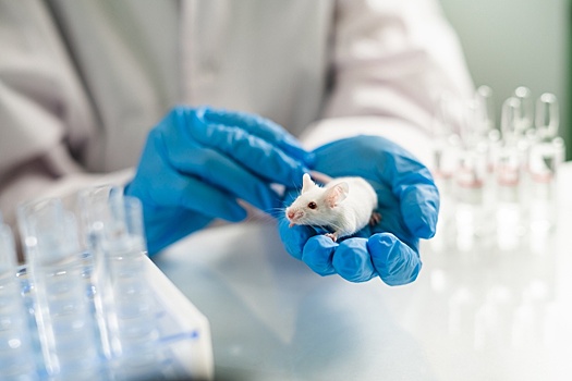 Введение гена долголетия позволило продлить жизнь мышам