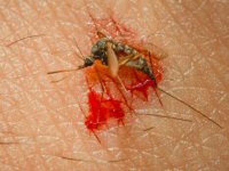 Чем болеют подвальные комары