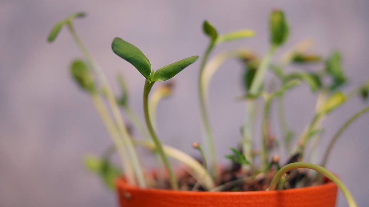 Садовод Туманов рассказал, опасны ли апрельские заморозки для растений