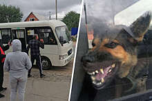 В Ростовской области собака захватила автобус, выгнав пассажиров и водителя