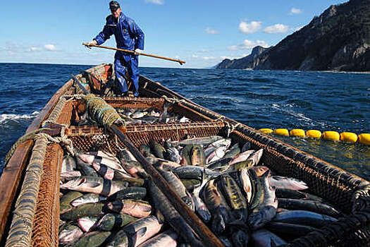 NHK: Япония не смогла договориться с Россией о вылове рыбы у Курил