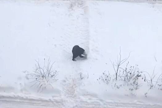 Россияне начали разгребать сугробы руками